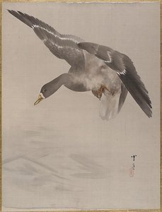 Duck