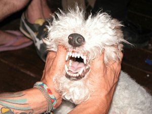 Untitled (dog Smile) — Jaimie Warren