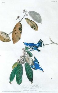 Cerulean Warblers — John James Audubon