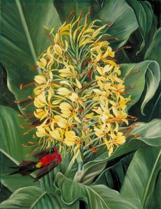 Hedychium Gardnerianum Und Nektarvogel, Indien — Marianne North, Viktorianische Botanische Illustration