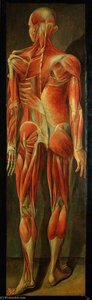 A Standing Figure, Posterior View, Showing Superficial Muscles and Tendons