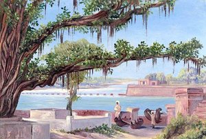 Holy Tree, Hardwar, Uttar Pradesh, India — Marianne North