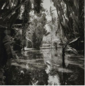 Rio, Botanical Garden #1 — Sally Gall, Contemporary Realism