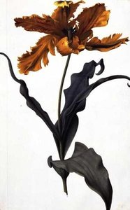 Tulip