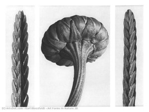 Art Forms In Nature 28 — Karl Blossfeldt