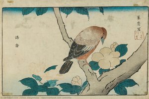 Sparrowhawk and camellia