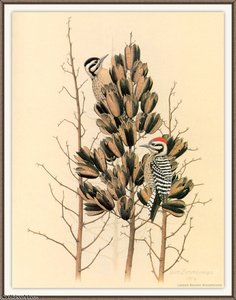 Ladder-backed Woodpecker — August Albert Zimmermann