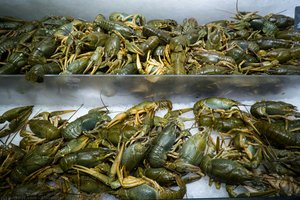 Crayfish — Aleksandr Averin