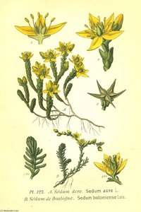 Untitled (aqtdgf) — Amédée Masclef