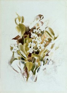 White Lilacs — Charles Demuth