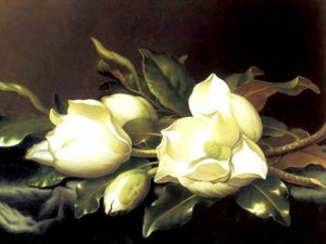 Untitled (8017) — Martin Johnson Heade