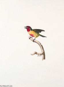 Megalaima Pulcherrima — Жак Барабан