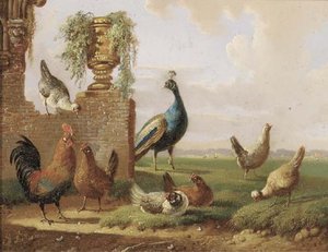 Poultry And A Peacock By A Ruin — Albertus Verhoesen