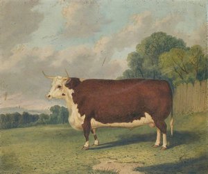 A Prize Cow in a Landscape
