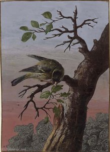 A finch on a branch