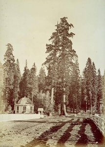 Untitled (aqtdjk) — Carleton Watkins