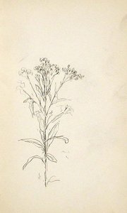 Wildflower — John Ottis Adams