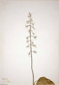 Crane Fly Orchis (tipularia Uniflora) — Mary Morris Vaux Walcott