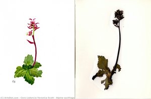 Alpine Saxifrage — Cora Lodencia Veronica Scott, Scientific Illustration