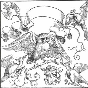 El Búho En Lucha Con Otros Pájaros — Albrecht Dürer