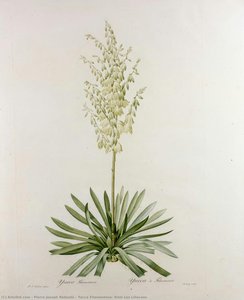 Yucca Filamentosa, from Les Liliacees