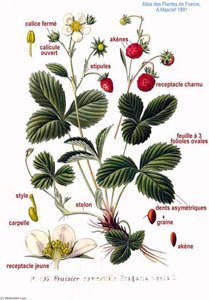 Untitled (aqtdev) — Amédée Masclef, Scientific Illustration