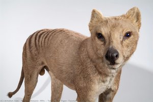 Tasmanian Tiger, Tasmanian Wolf — Antje Dittmann (mfn)