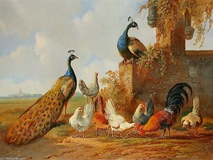 Peacocks. — Albertus Verhoesen