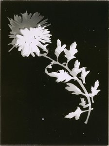 Flower — László Moholy-nagy, Constructivism