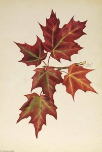 Untitled (autumn Leaves) — Mary Vaux Walcott