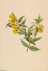 Yellow Jessamine (gelsemium Sempervirens) — Mary Vaux Walcott