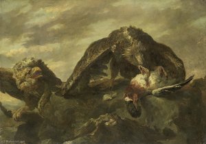Eagles on rocks