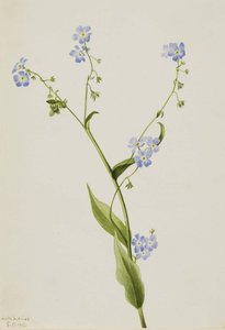 Bur Forget Me Not (lappula Diffusa) — Mary Vaux Walcott