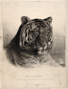 The Head Of A Tigress (felis Tigris). Etching With Engraving — John Frederick Lewis