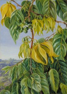 Flowers And Fruit Of The Cananga, Singapore — Marianne North, Victorian Naturalism
