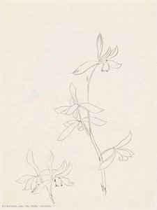 Orchids — Xie Zhiliu