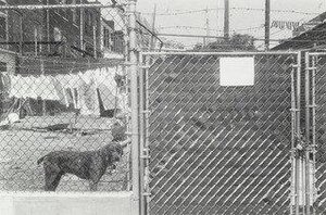 Benny, Bensonhurst, Brooklyn — Thomas Roma