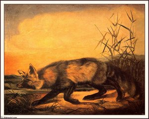 Jackal Fox — John James Audubon, Romanticism