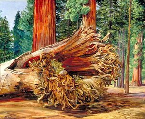 Ein Gefallener Riese, Calaveras Grove, Kalifornien — Marianne North, Zeitgenössischer Realismus
