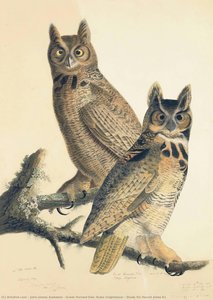 Great Horned Owl (bubo Virginianus), Study For Havell Plate 61 — John James Audubon