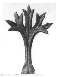 Art Forms In Nature 35 — Karl Blossfeldt