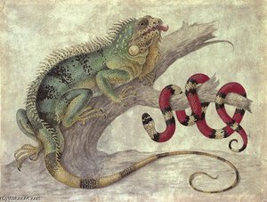 An Iguana (iguana Iguana) And A Coral Snake (elapidae Micrurus) On A Tree Stump