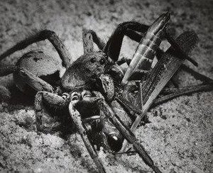 Wolfspiders Eating Grasshoppers — Andreas Feininger