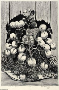 Volunteer Cotton — Merritt Mauzey
