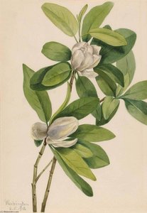 Swamp Magnolia (magnolia Virginiana) — メアリー・モリス・ヴォクス・ウォルコット