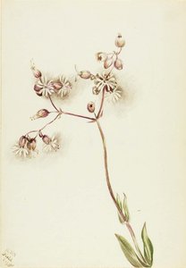 Bladder Campion (silene Latifolia) — Mary Vaux Walcott