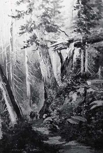 California Redwoods, (painting)