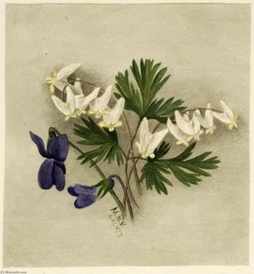 Dutchman's Breeches (bikukulla Cucullaria) — Mary Morris Vaux Walcott