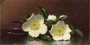 Two Cherokee Rose Blossoms On A Table (also Known As Cherokee Roses) — Martin Johnson Heade