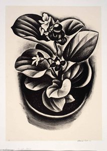 Begonia — Howard Cook